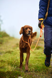 Correa de perros Retriever