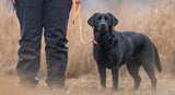 Correa de perros Retriever