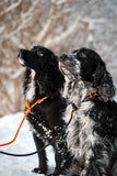 Correa de perros Retriever