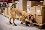 Correa de perros Solid WD