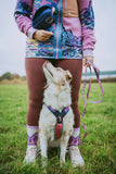Correa de perros Edición Rachel Pohl